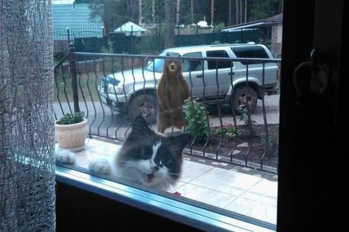 gatos-unicos