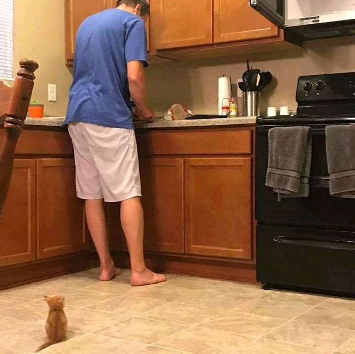 gatos-unicos
