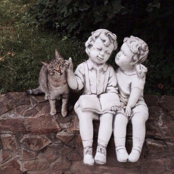 gatos-unicos
