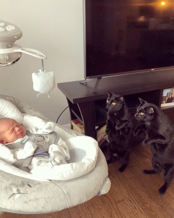 gatos-unicos