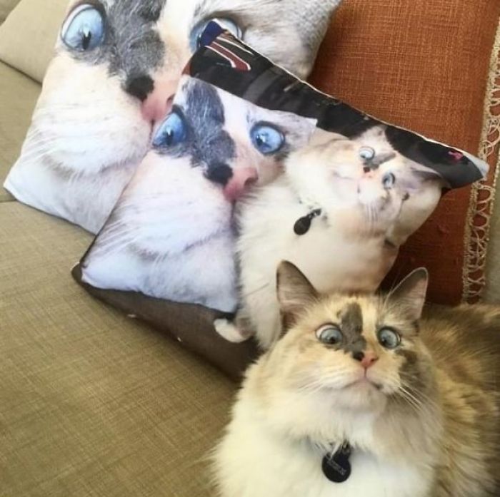 gatos-unicos