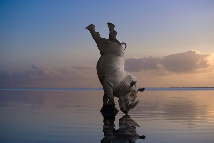 animales-Photoshop