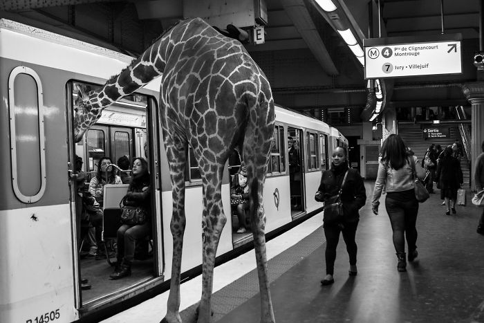 animales-Photoshop