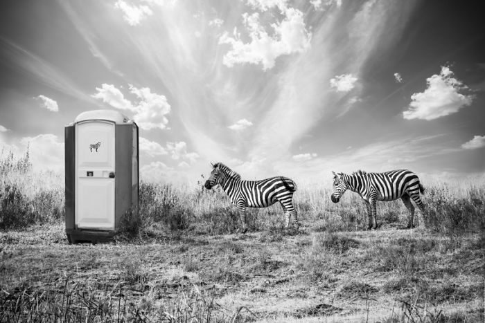 animales-Photoshop