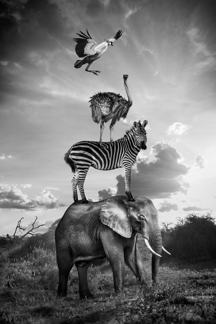 animales-Photoshop
