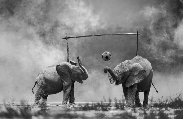 animales-Photoshop