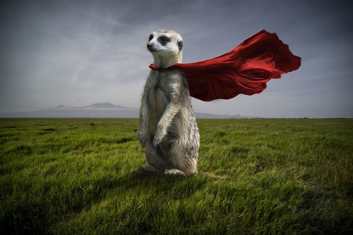 animales-Photoshop