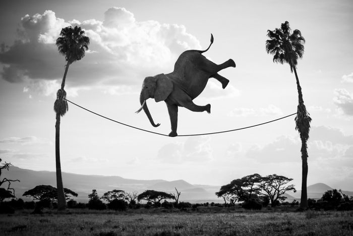 animales-Photoshop