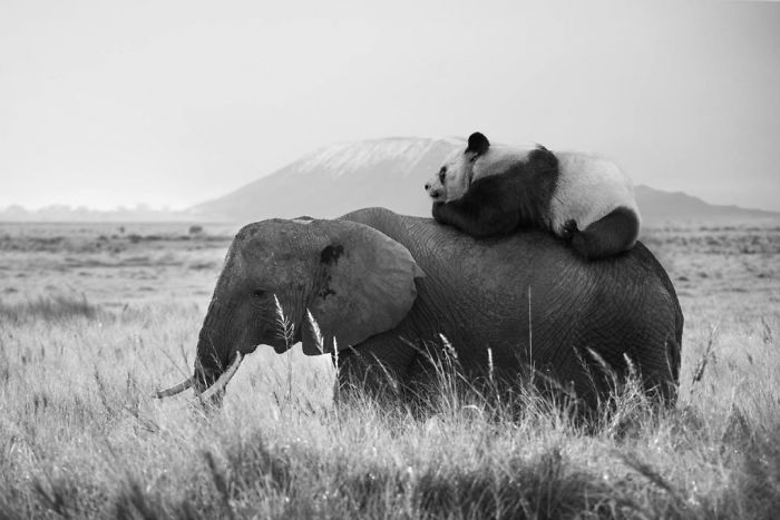 animales-Photoshop