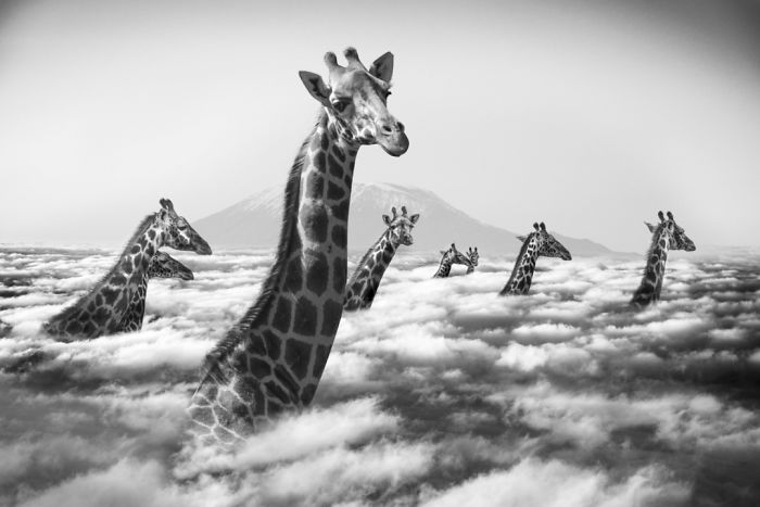 animales-Photoshop