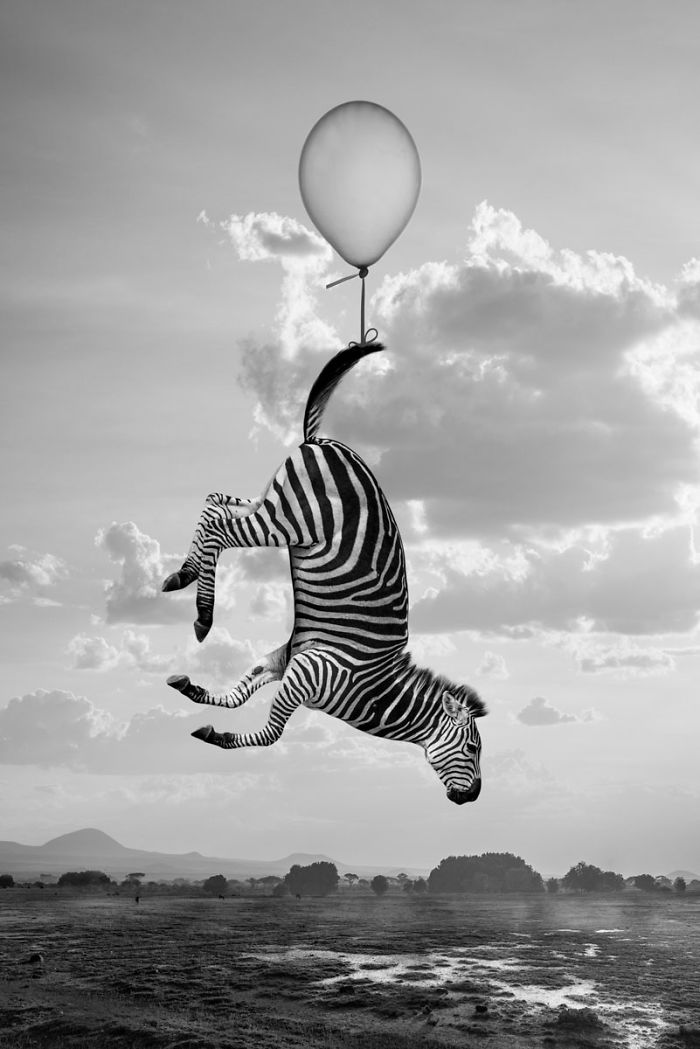 animales-Photoshop