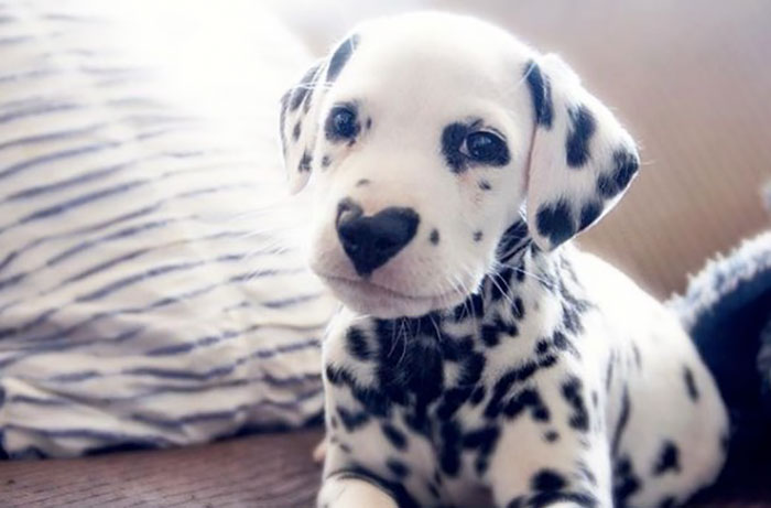 dalmata-nariz-corazon