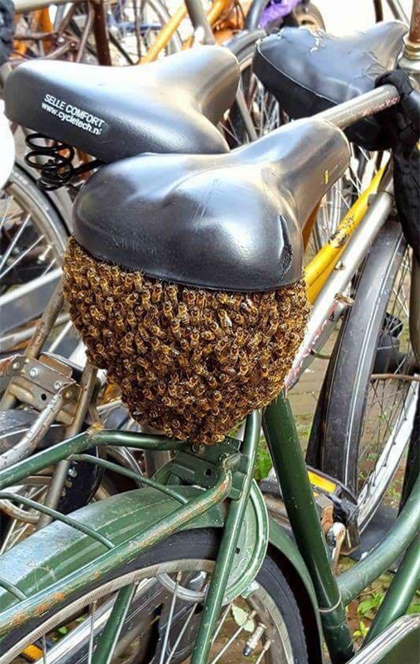 bicicleta-panal-de-abejas