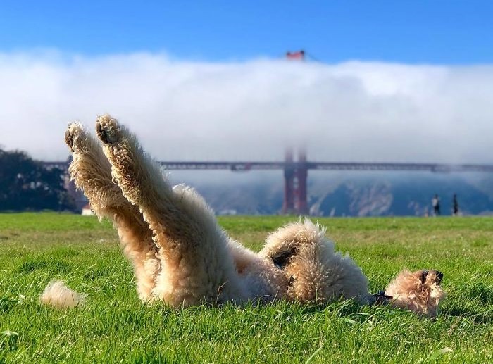perro-descansando