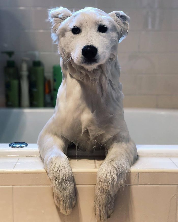 perro-que-parece-un-oso-polar