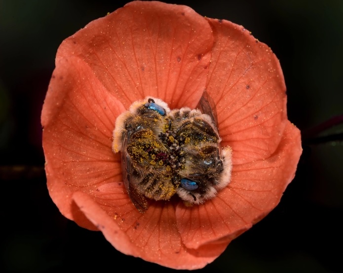 abejas-durmiendo-flor