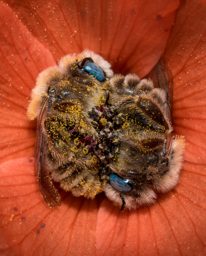 abejas-durmiendo-flor