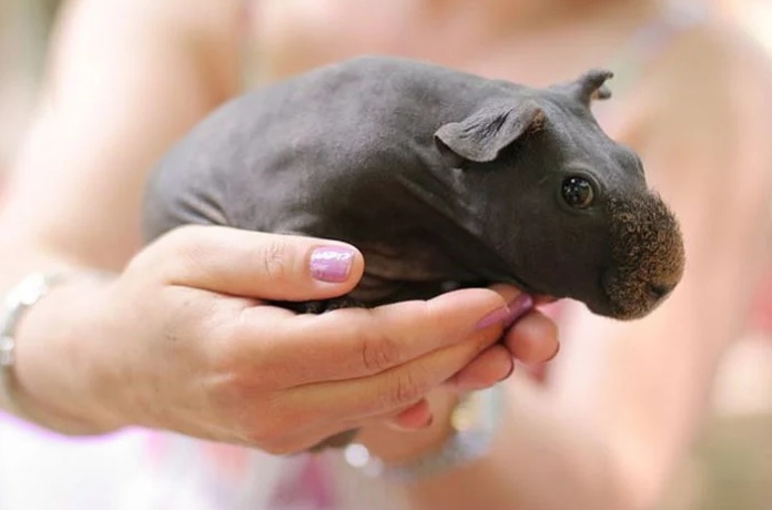 cerdo-de-Guinea