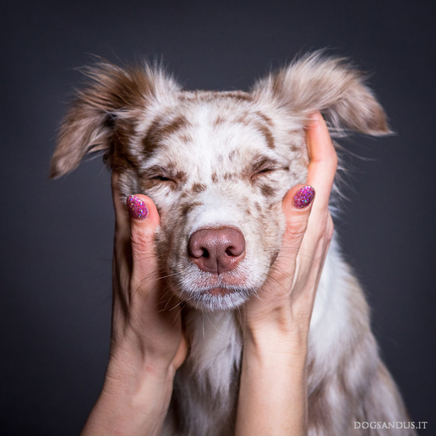 expresiones-perros