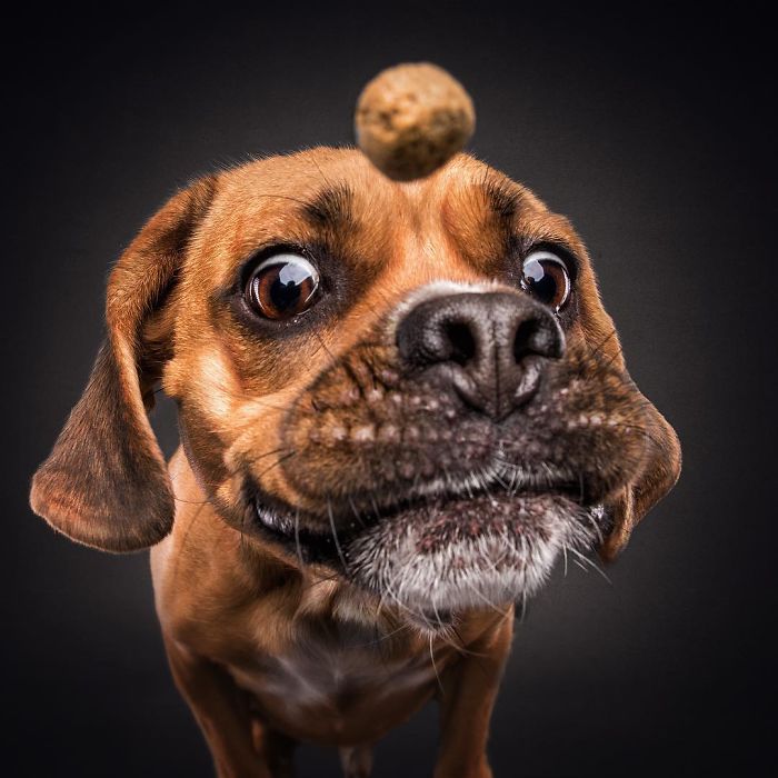 perro-comida