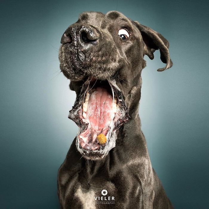 perro-comida