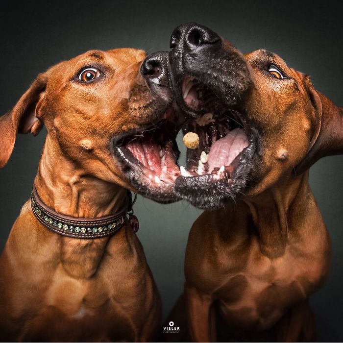 perro-comida