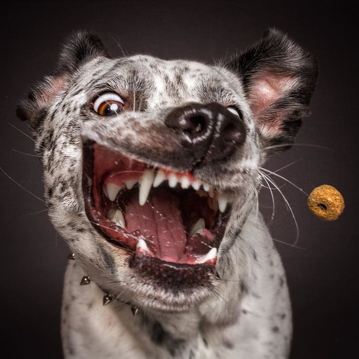 perro-comida