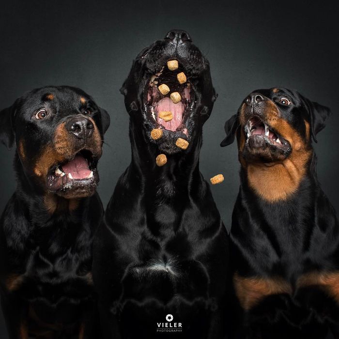 perro-comida