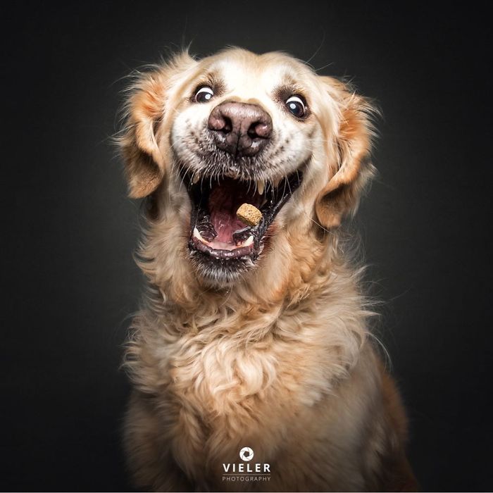 perro-comida