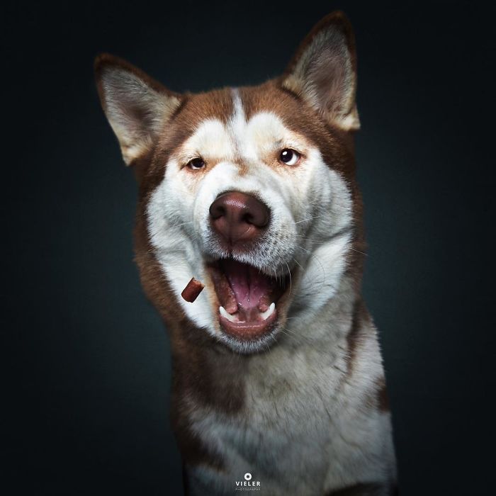 perro-comida