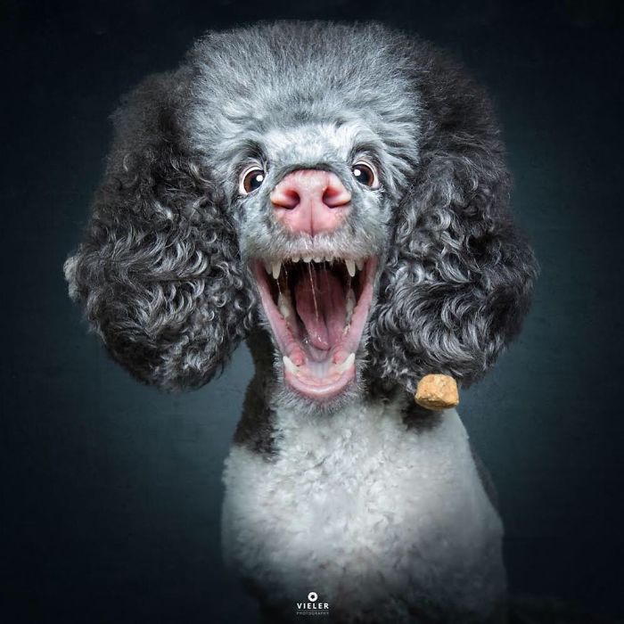 perro-comida