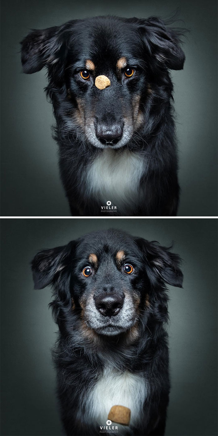 perro-comida
