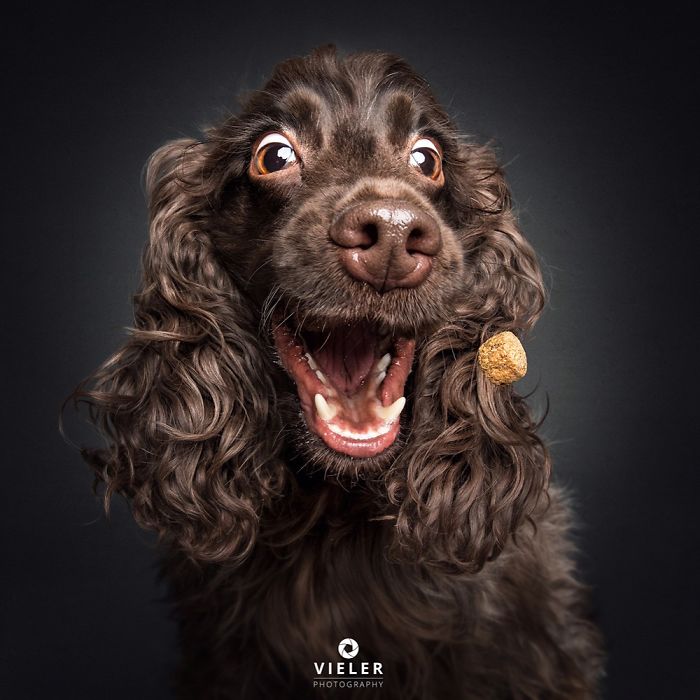 perro-comida