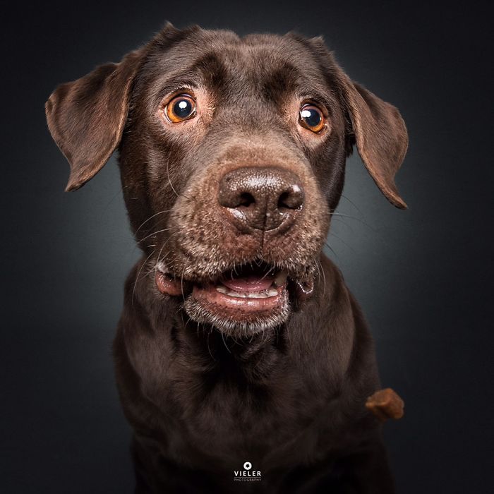 perro-comida