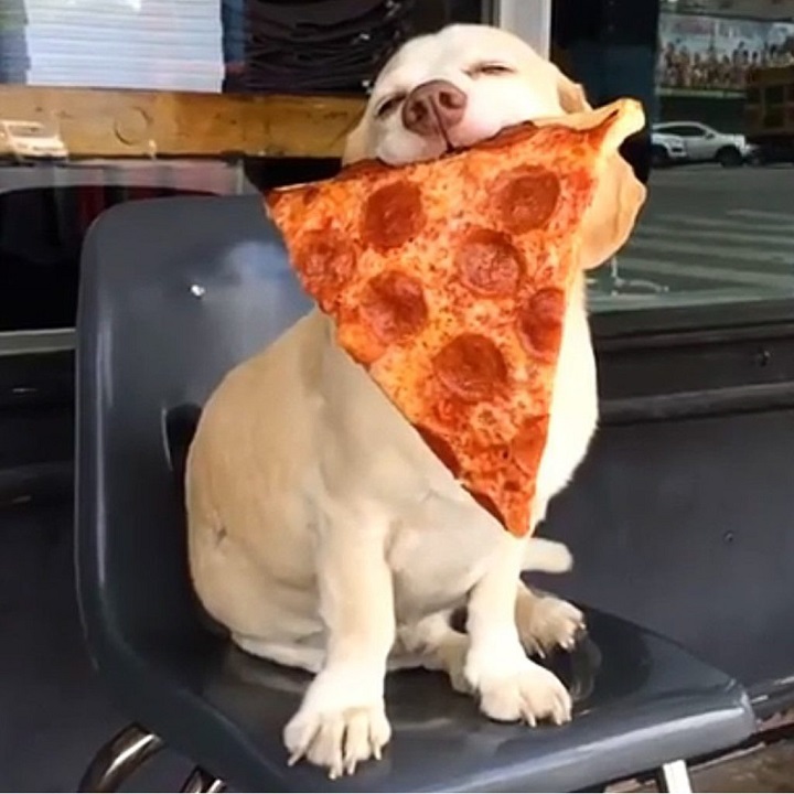perro-pizza-peperoni