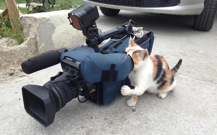 gato-reportero