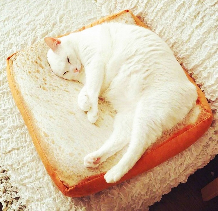 cama-pan-de-molde-gatos
