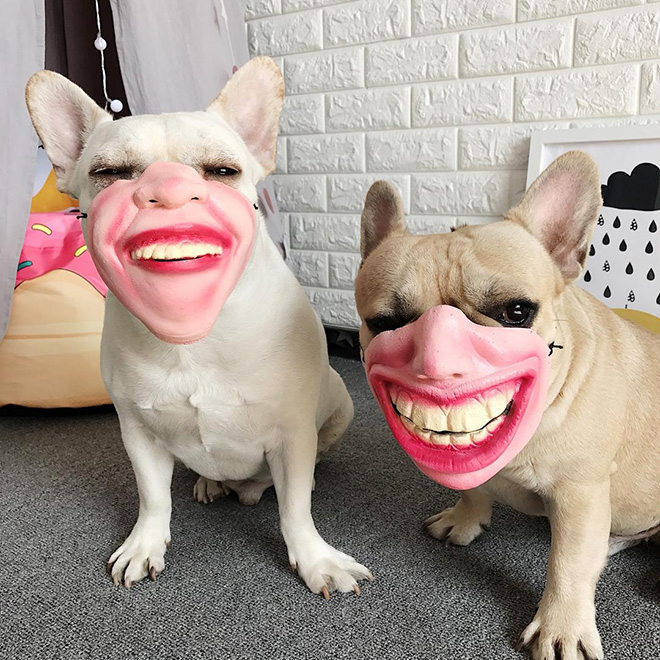 mascaras-humanas-perros