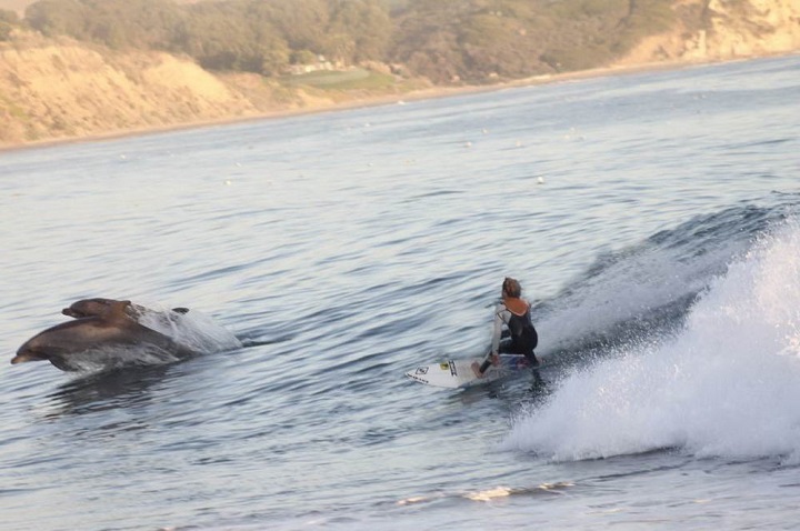 surfeando-con-los-delfines