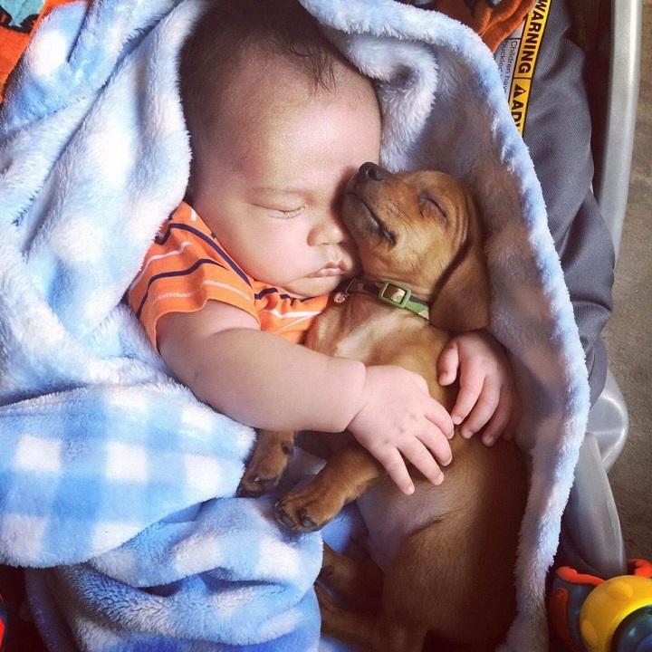 bebe-perro