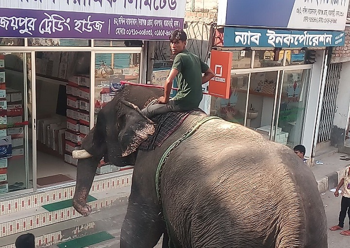 a-comprar-en-elefante