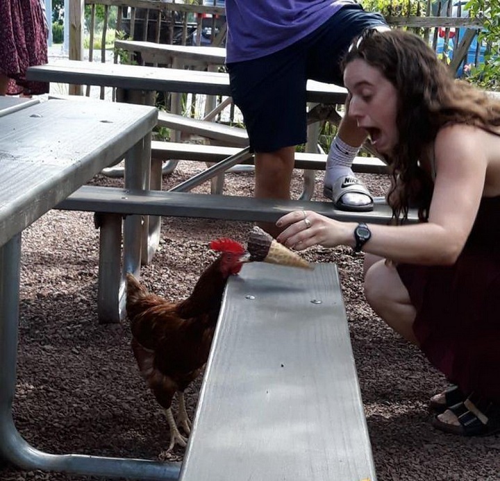 gallina-robando-un-helado