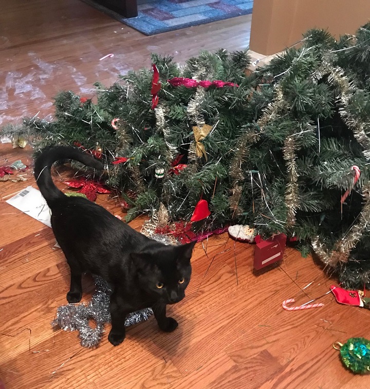 los-gatos-y-la-Navidad