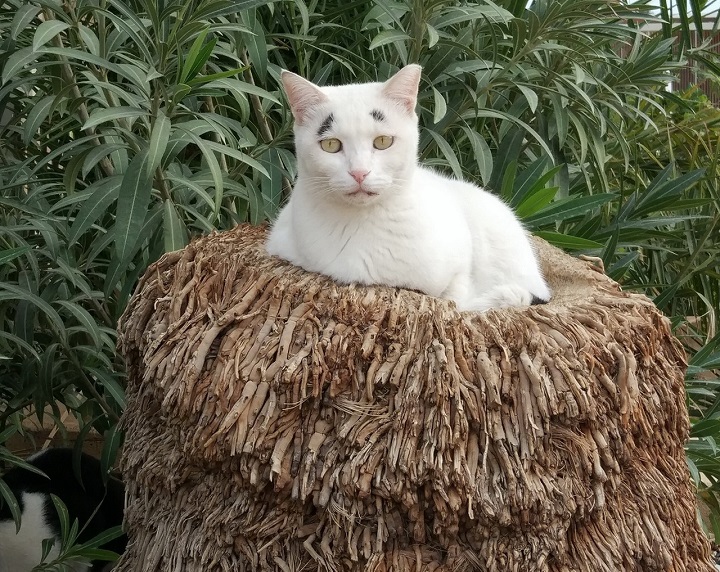 gato-con-cejas