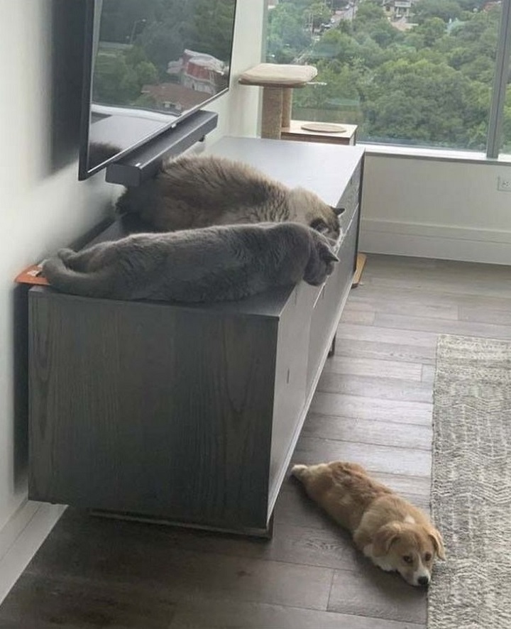 gatos-al-poder