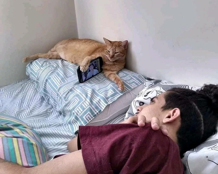 soporte-de-movil-gatuno