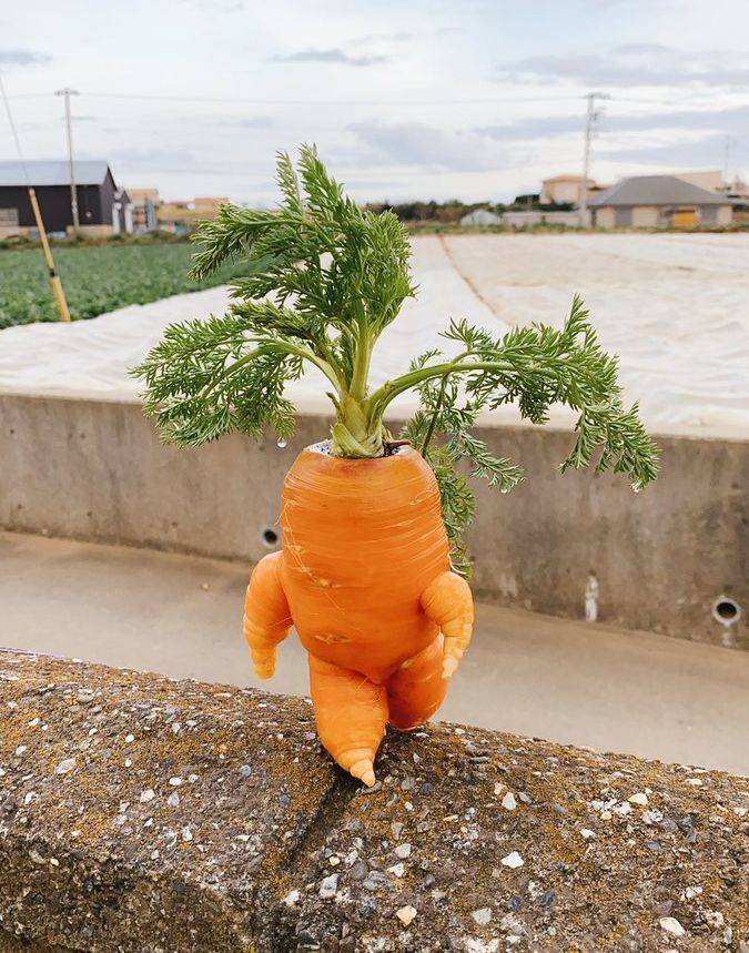 zanahoria-con-vida-propia