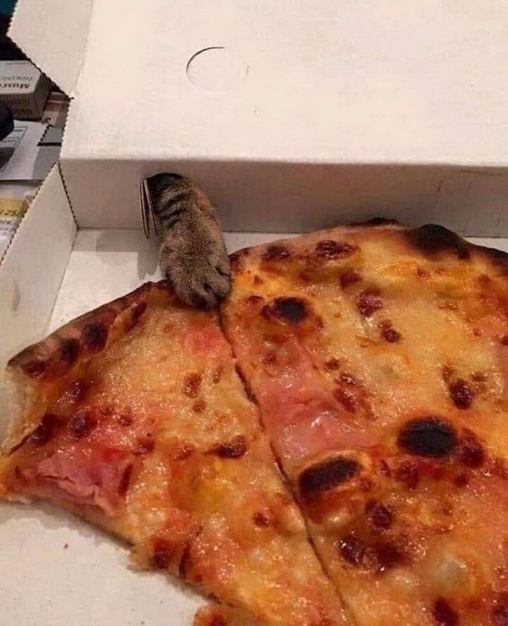 gato-con-hambre-de-pizza