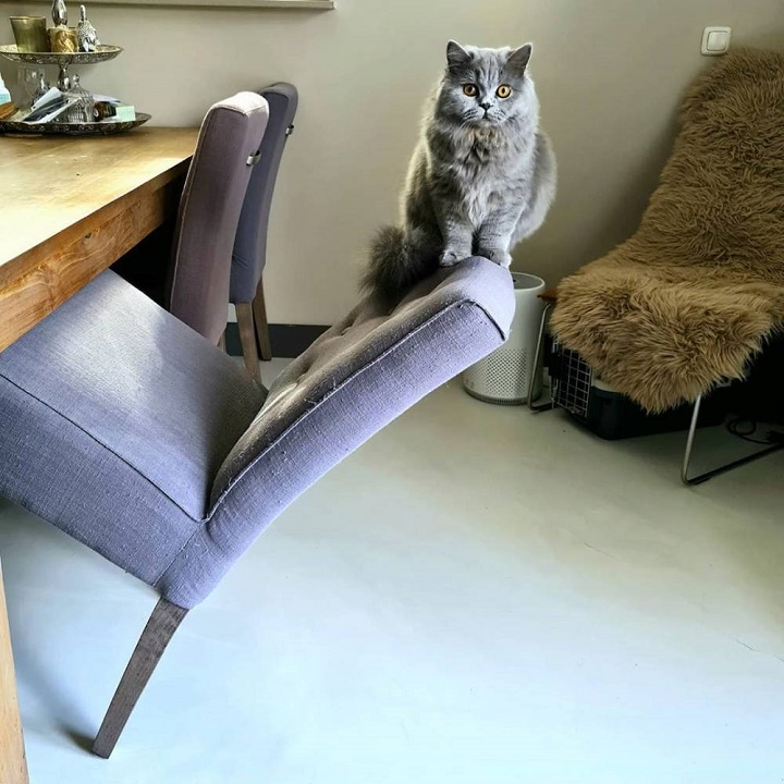gato-equilibrista
