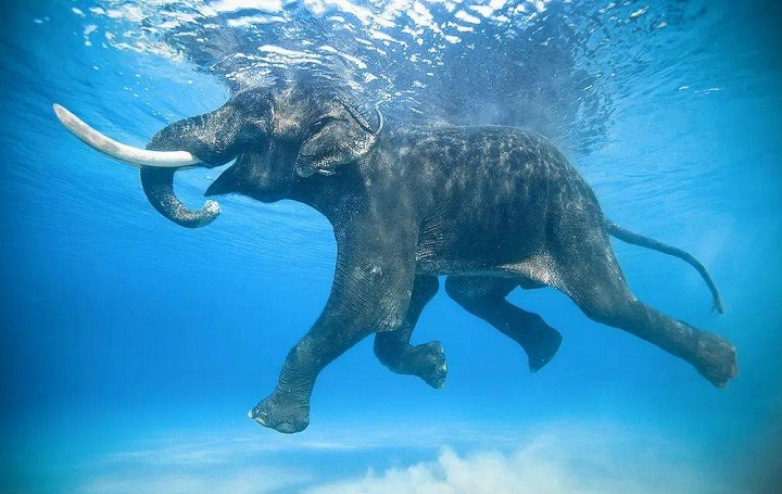 elefante-nadando
